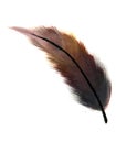 Feather isolated on white background oil painting Royalty Free Stock Photo