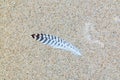 Feather of juvenile herring gull or lesser black-backed gull on Royalty Free Stock Photo