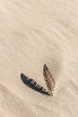 Feather laying on a sand Royalty Free Stock Photo