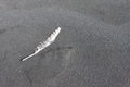 feather laying on sand of black beach, close up Royalty Free Stock Photo