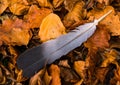 Feather and leaves Royalty Free Stock Photo