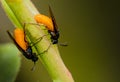 feather-legged fly (Trichopoda pennipes)