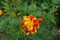 Feather-like green leaves and one red and yellow flower head of Tagetes patula in July Royalty Free Stock Photo