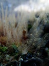Feather-like sea organisms polyp growing on rock