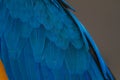 Feather of Macaw, bird parrot Royalty Free Stock Photo