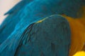 Feather of Macaw, bird parrot Royalty Free Stock Photo