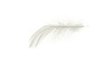 Feather macro. Multicoloured pastel angel feather closeup texture isolated on white background in macro photography, soft focus. Royalty Free Stock Photo