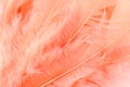 Feather macro texture