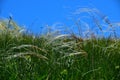 Feather mat grass stipa bend in the wind under a blue sky