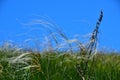 Feather mat grass stipa bend in the wind under a blue sky