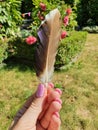 Feather. Me Holding it in the Wind near the Roses and Bushes of Happiness