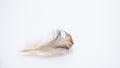 Feather nature wing bird Royalty Free Stock Photo