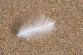 Feather over sand Royalty Free Stock Photo