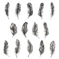 Feather Pattern hand drawn style. Hand drawn vintage design set. Royalty Free Stock Photo