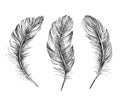 Feather Pattern hand drawn style. Hand drawn vintage design set. Royalty Free Stock Photo