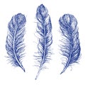 Feather Pattern hand drawn style. Hand drawn vintage vector design set. Royalty Free Stock Photo