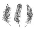 Feather Pattern hand drawn style. Hand drawn vintage vector design set. Royalty Free Stock Photo