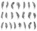 Feather Pattern hand drawn style. Hand drawn vintage vector design set. Royalty Free Stock Photo