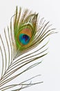 Feather of peacock