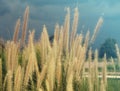 Feather pennisetum, Mission grass flower plant on road side, Summer style filter