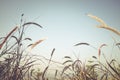 Feather pennisetum or mission grass grow on clear sky background