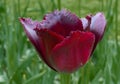 A feather-pettalled dark purple tulip