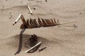 Feather, pine cone and dry cane twigs on the sand on the beach Royalty Free Stock Photo