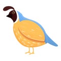 Feather quail icon, cartoon style