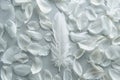 Feather and quill, fluff, bird plumage, plume, falling and lightweight Royalty Free Stock Photo