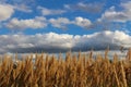 Feather reed grass in autumn Royalty Free Stock Photo