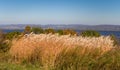 Feather Reed Grass in Autumn Royalty Free Stock Photo