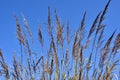 Feather Reed Grass and Blue Sky