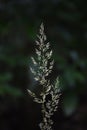 Feather reed grass Calamagrostis brachytricha Royalty Free Stock Photo