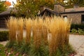 Feather Reed Grass, outdoor decorative plant. Dry grass at the fancy house front yard.Autumn plants. Royalty Free Stock Photo