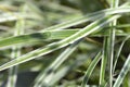 Feather reed grass Overdam