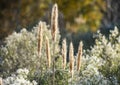 Feather Reed Grass