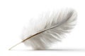 Feather rests gently on smooth surface, showcasing delicate textures and soft colors in natural light Royalty Free Stock Photo
