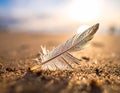 Feather rests on sandy beach bathed in soft sunset light Royalty Free Stock Photo