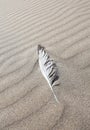 Feather in rippled sand Royalty Free Stock Photo