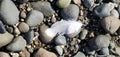 Feather on the rocks at the beach Royalty Free Stock Photo