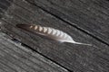 Feather of a sacer falcon in totalview on a weathered ground