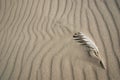 Feather on the sand Royalty Free Stock Photo