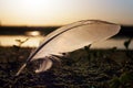 Feather on sand Royalty Free Stock Photo