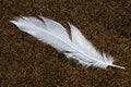 Feather on the sand Royalty Free Stock Photo