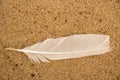 Feather on a sand beach Royalty Free Stock Photo