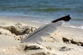 Feather and sand on beach close-up and sea Royalty Free Stock Photo