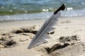 Feather and sand on beach close-up and sea Royalty Free Stock Photo