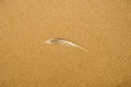 Feather on a sand beach Royalty Free Stock Photo