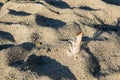 Feather in sand at beach Royalty Free Stock Photo