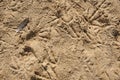 A Feather on Sand with Bird Footprints Royalty Free Stock Photo
